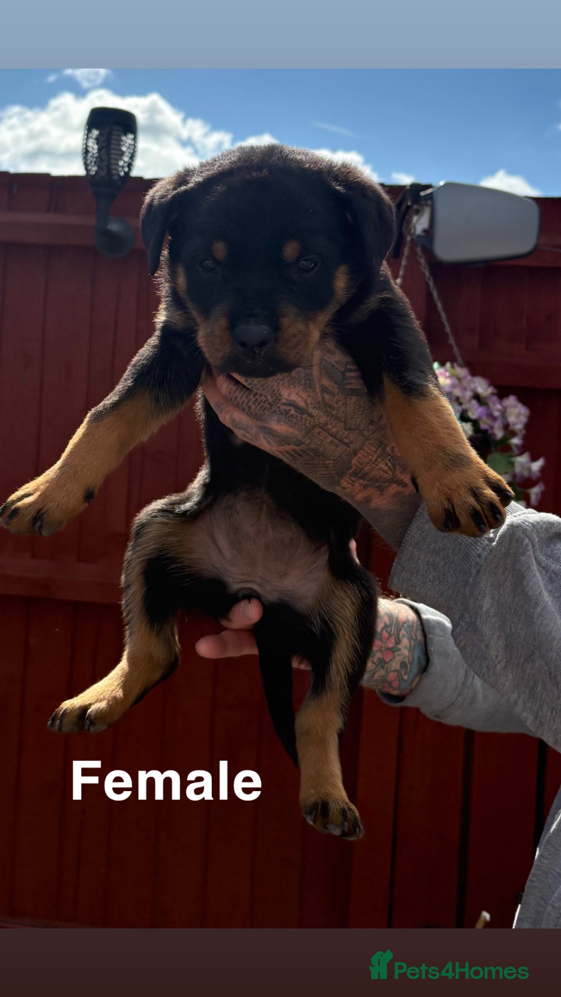Rottweiler dogs 1 female  available! * Ready to leave!* - Advert 6