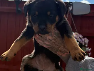 Rottweiler dogs 1 female available! * Ready to leave!* - Advert 6