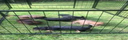 Mixed Breed dogs for sale: lakeypoo in Darlington - Advert 3