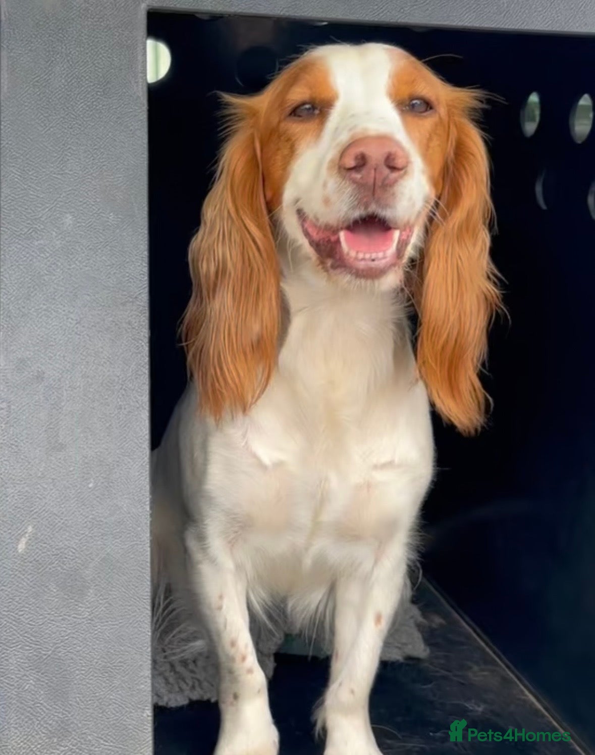 Cocker Spaniel dogs 3 gorgeous crate clean , fun trained w cockers  - Advert 1