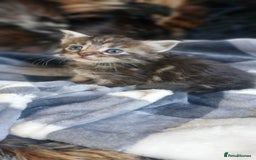 Maine Coon cats for sale: Maincoon cross Ragdoll kittens  - Image 11