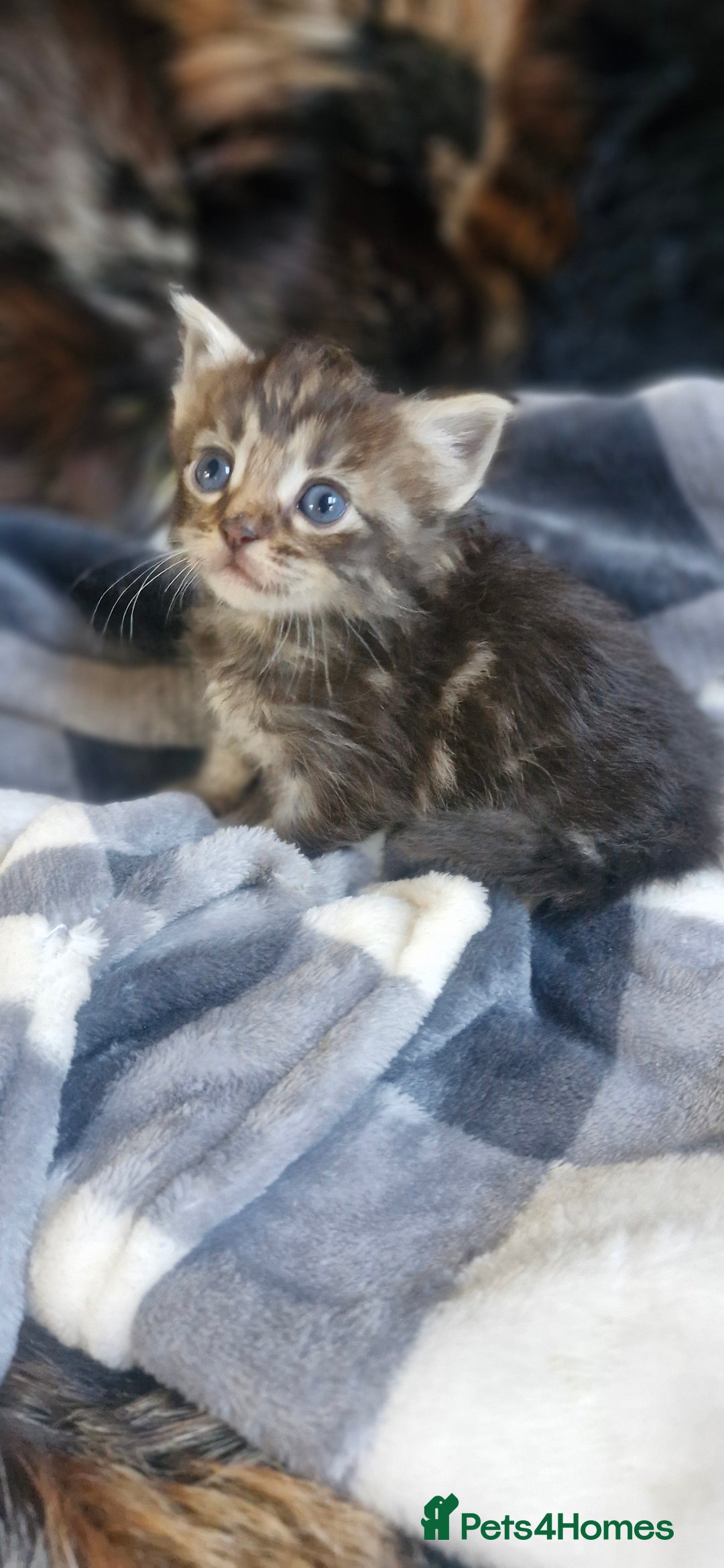 Maine Coon cats for sale: Maincoon cross Ragdoll kittens  - Image 11