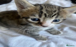 Mixed Breed cats for sale: Mix breed kittens  - Image 2