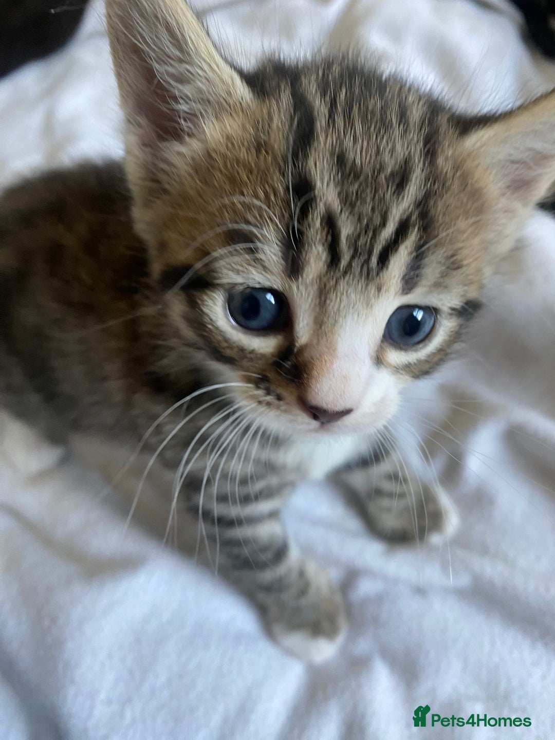 Mixed Breed cats for sale: Mix breed kittens  - Image 2