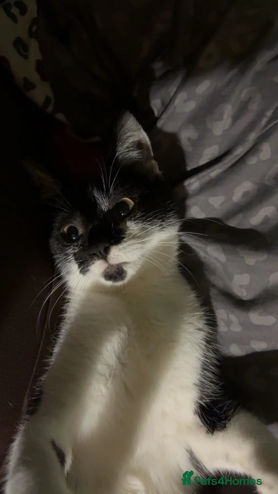 British Shorthair cats for sale: Needs rehoming - Advert 2