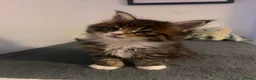 Maine Coon cats for sale: Maine coon kittens - Advert 8