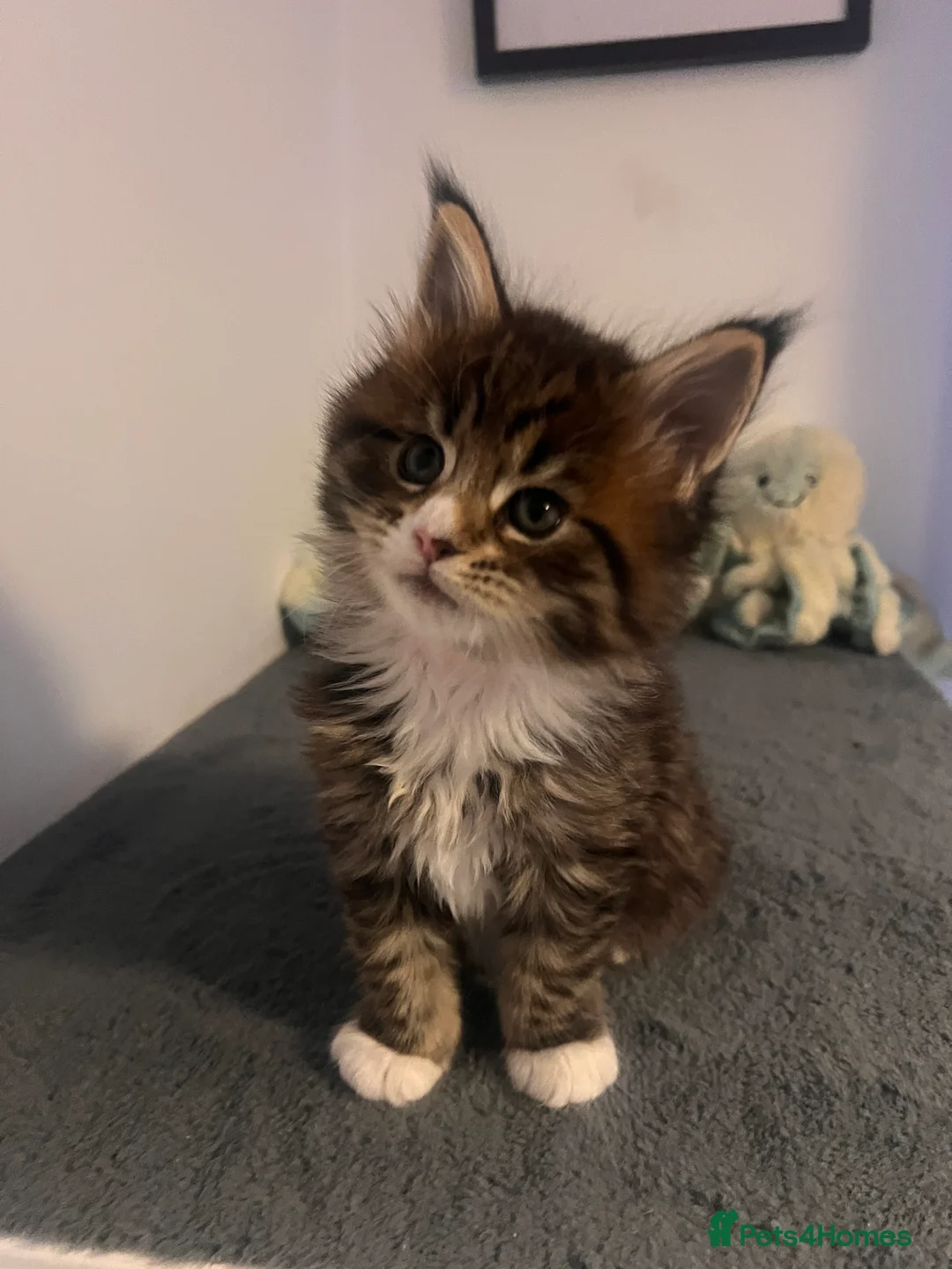 Maine Coon cats for sale: Maine coon kittens - Advert 8