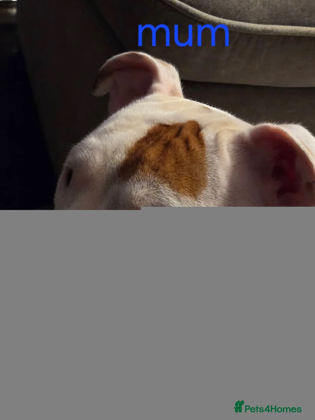 Mixed Breed dogs for sale: Irish Staffy x American bulldog puppies  - Advert 1