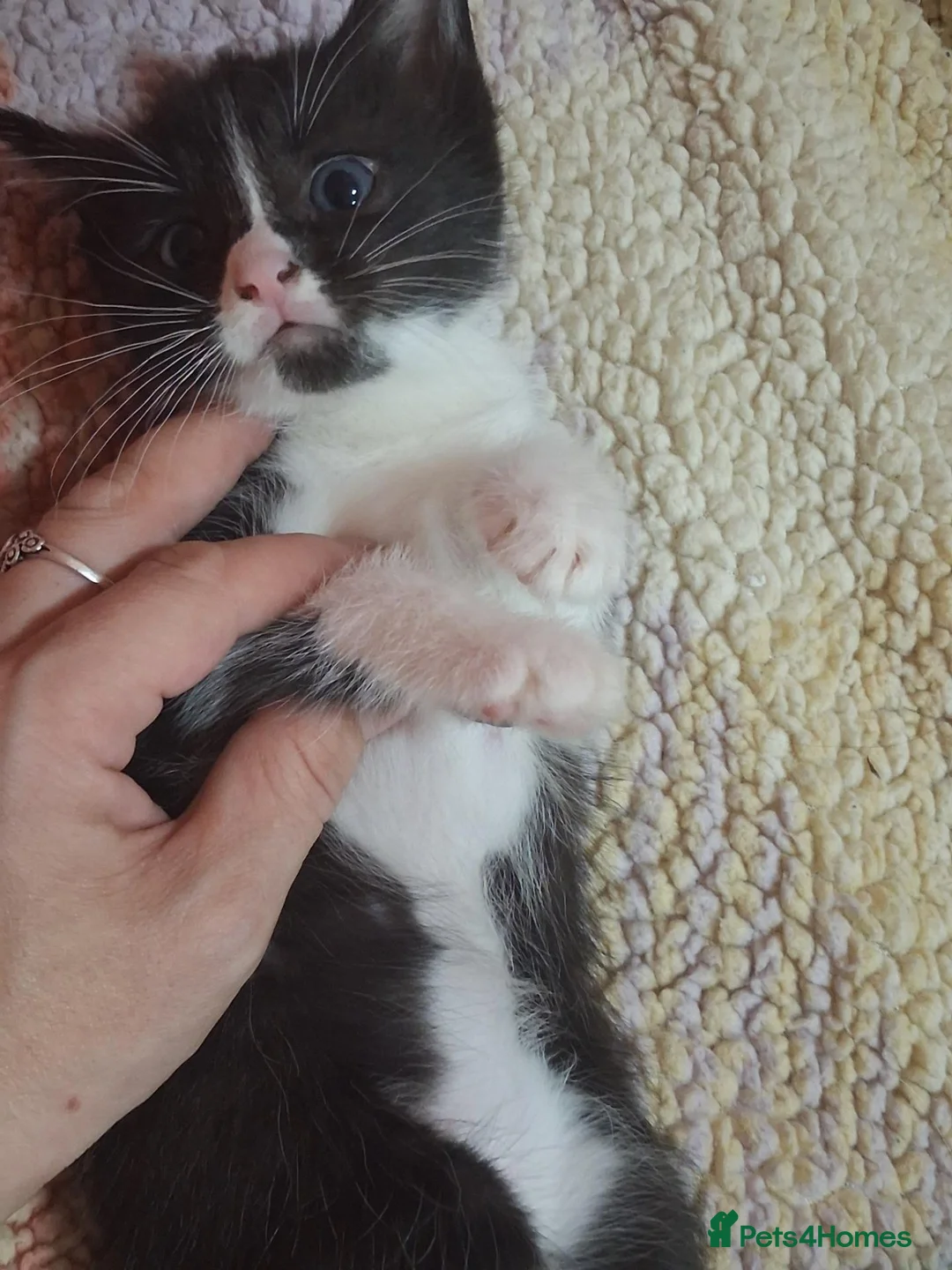 Mixed Breed cats for sale: 1 beautiful ragdoll cross kitten - Advert 4