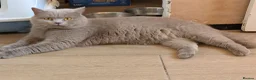 British Shorthair cats for sale: British shorthair and longhair kittens  - Advert 8
