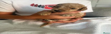 Piper