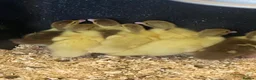 Ducks poultry for sale: Muscovy and pekin ducklings - Advert 2