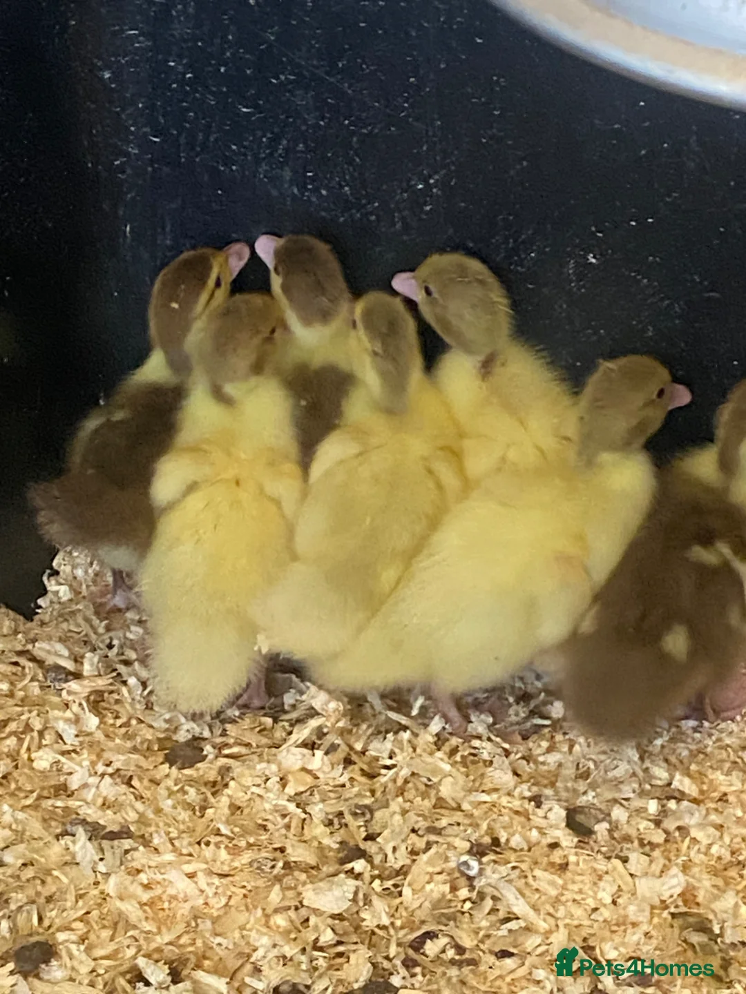Ducks poultry for sale: Muscovy and pekin ducklings - Advert 2