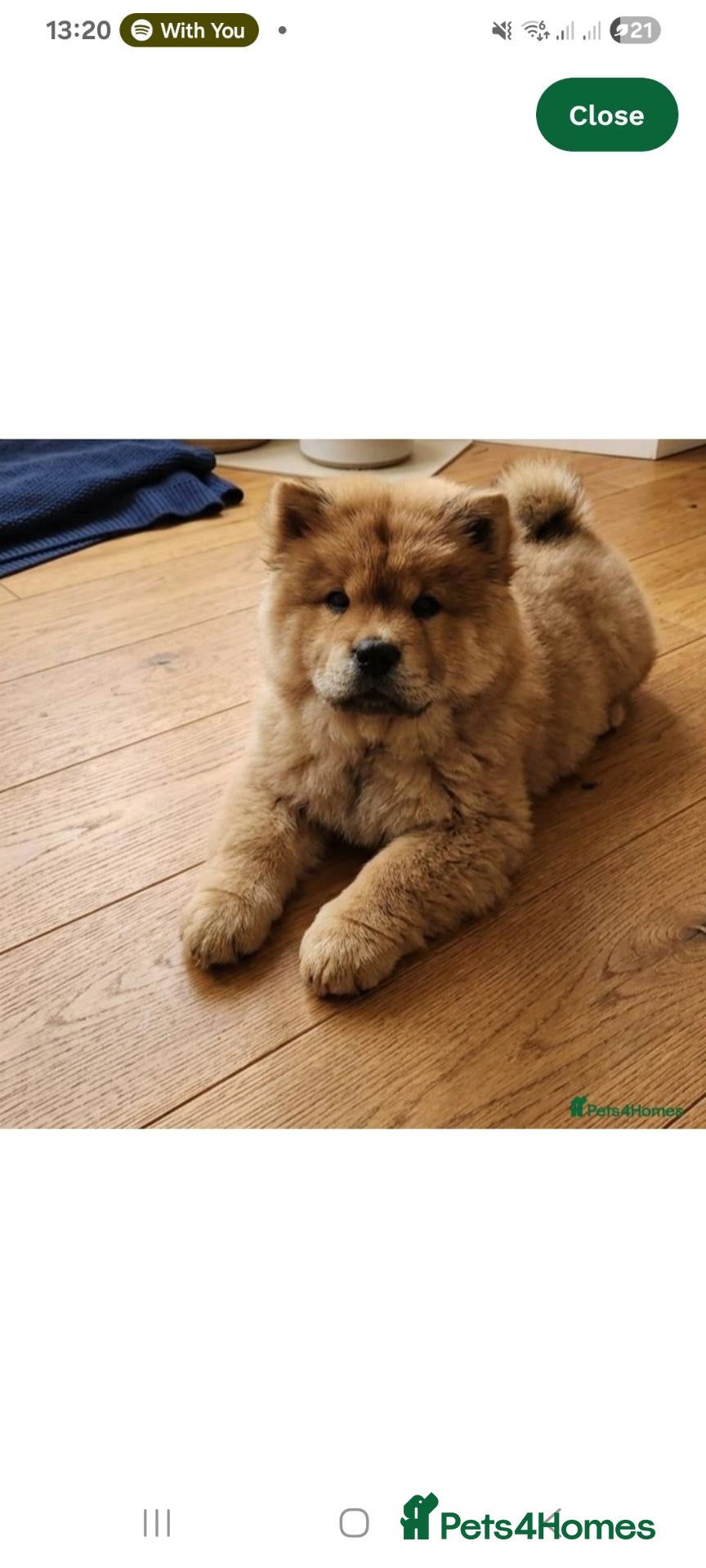Chow Chow dogs Chow chow Boy - Advert 1