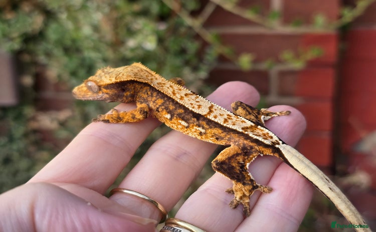 Gecko reptiles Crested geckos - Advert 19