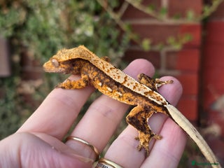 Gecko reptiles Crested geckos - Advert 21