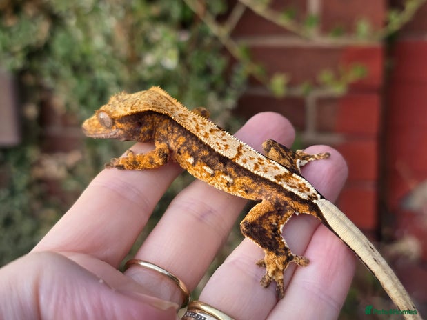 Gecko reptiles Crested geckos - Advert 19