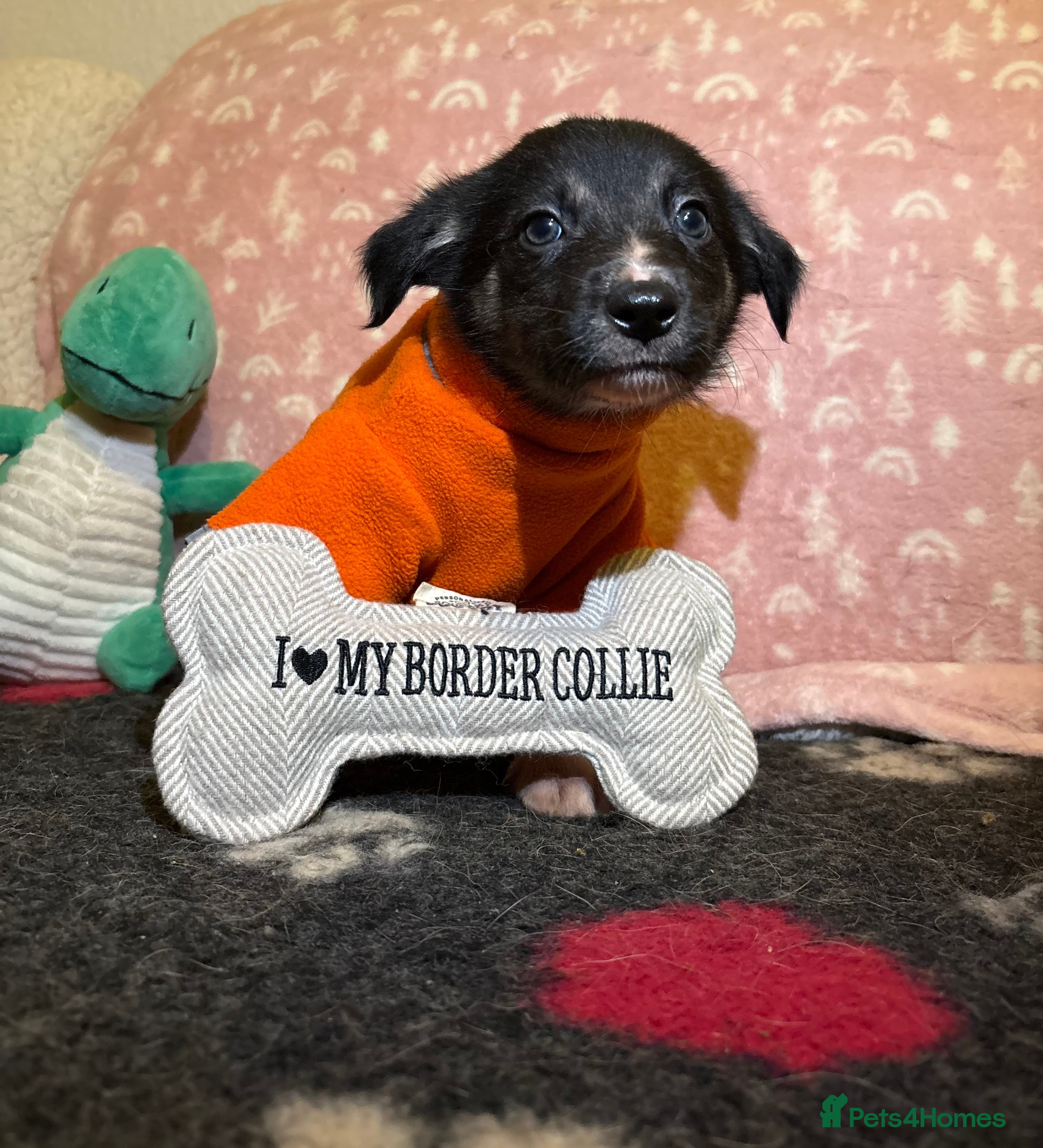 Border Collie dogs Border collie puppies for active homes  - Advert 2