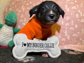 Border Collie dogs Border collie puppies for active homes - Advert 4