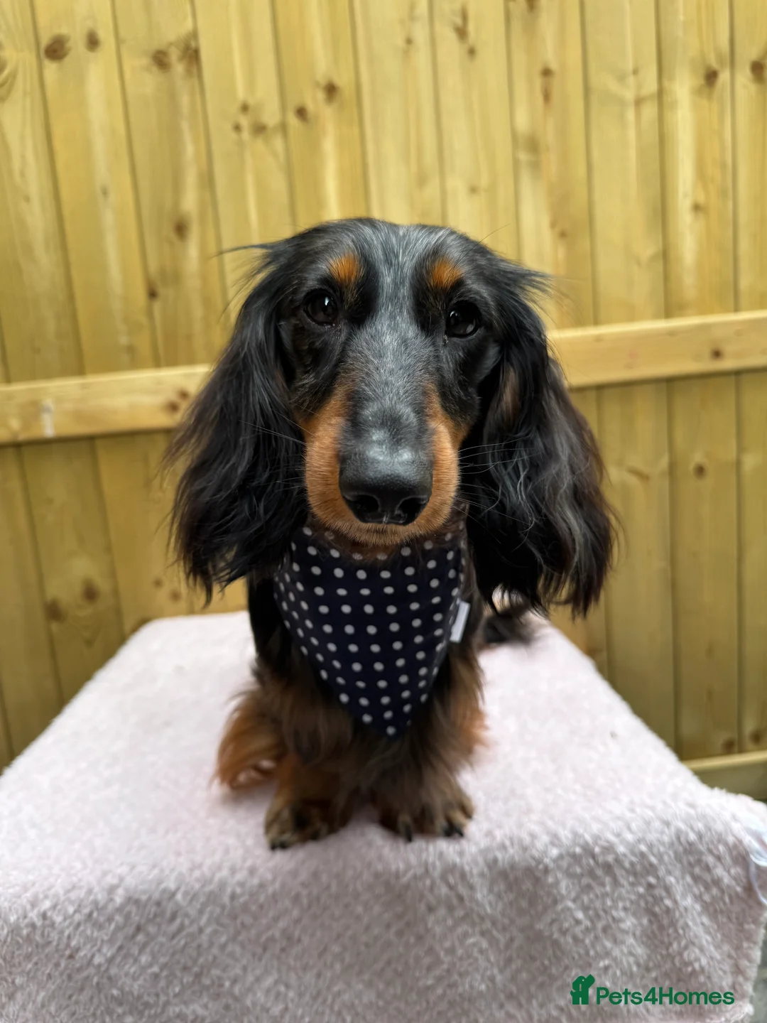 Miniature Dachshund dogs for stud: Silver dapple miniature longhaired dachshund stud in Stowmarket - Advert 10