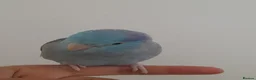 Parrots birds for sale: Specktacled female parrotlet with blue male - Advert 1