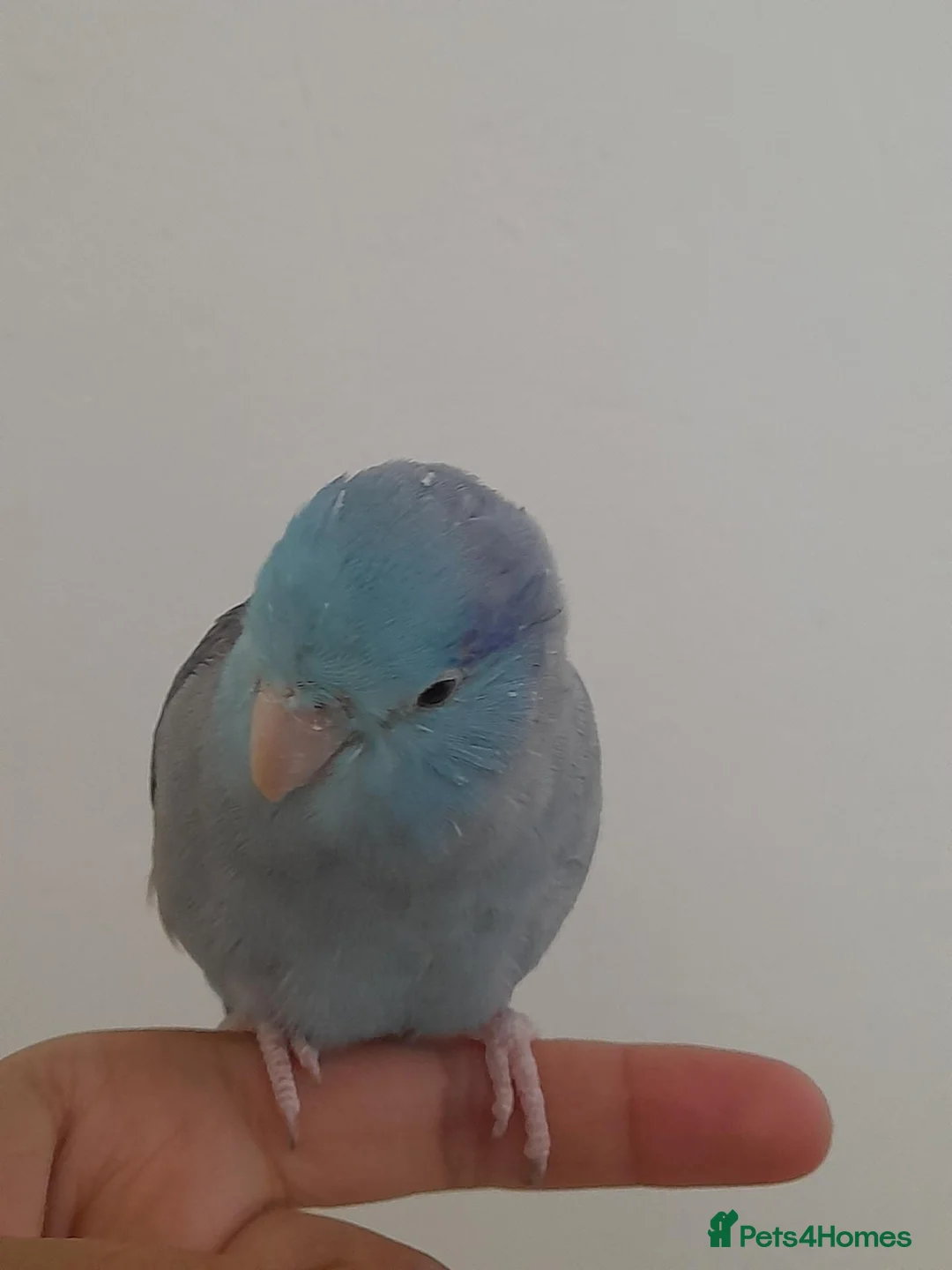 Parrots birds for sale: Specktacled female parrotlet with blue male - Advert 1