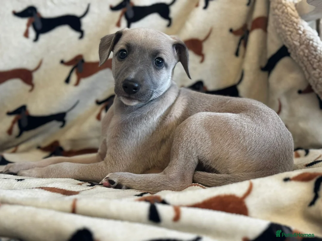 Whippet dogs for sale: Kennel club registered whippets  - Advert 2