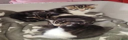 Mixed Breed cats for sale: 4 beautiful kittens ready to leave in a week  in Oldbury - Advert 4