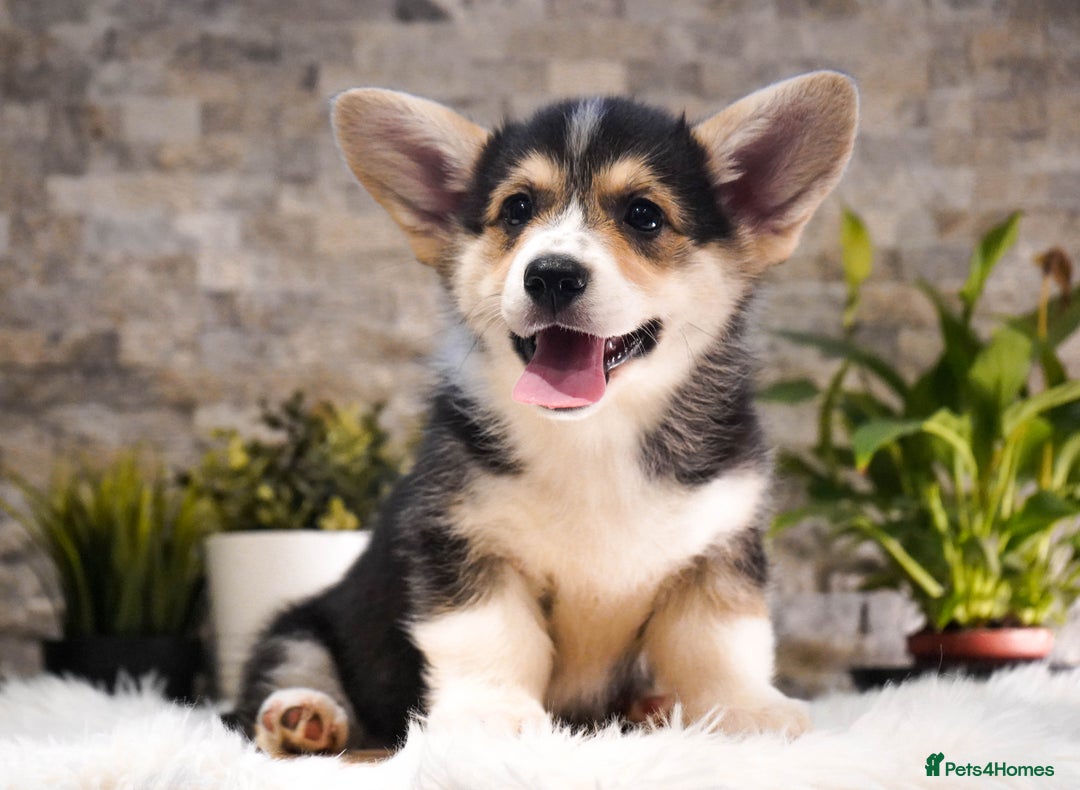 Welsh Corgi Pembroke dogs for sale: Welsh Corgi (Pembroke) - Advert 18