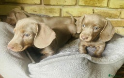Miniature Dachshund dogs for sale: READY NOW ISABELLA MINIATURE DACHSHUND PUPPIES - Image 7