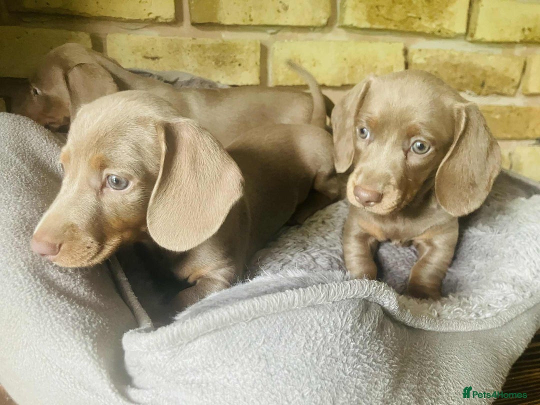 Miniature Dachshund dogs for sale: READY NOW ISABELLA MINIATURE DACHSHUND PUPPIES - Image 7