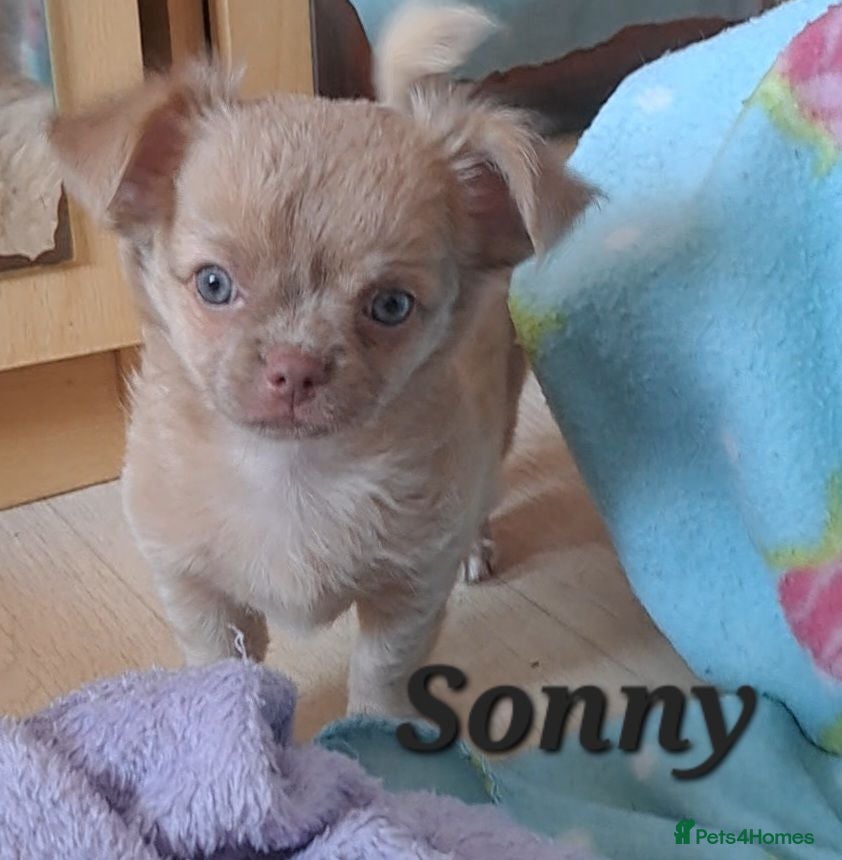 Chihuahua dogs Long Coat Chihuahua pups - Advert 5