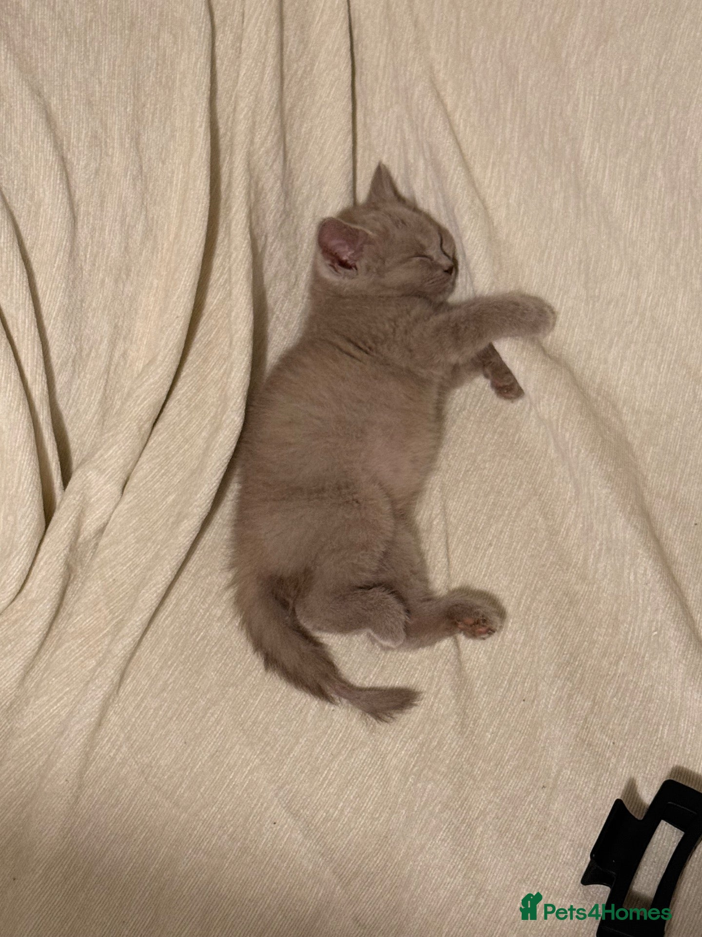 British Shorthair cats 1 female Kitten - Advert 2