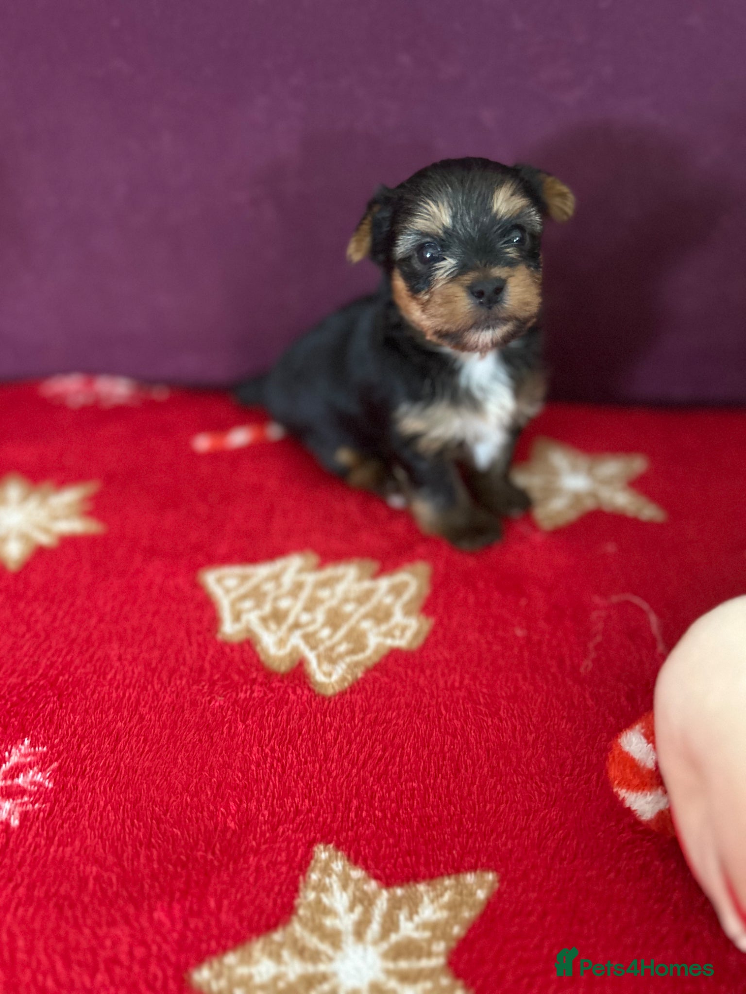 Yorkshire Terrier dogs for sale: Yorkshire Terrier puppiers - Advert 6