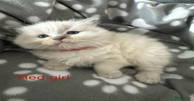 Ragdoll cats - Advert 8
