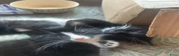 Mixed Breed cats for sale: 2 lovely boy kittens available now - Advert 4