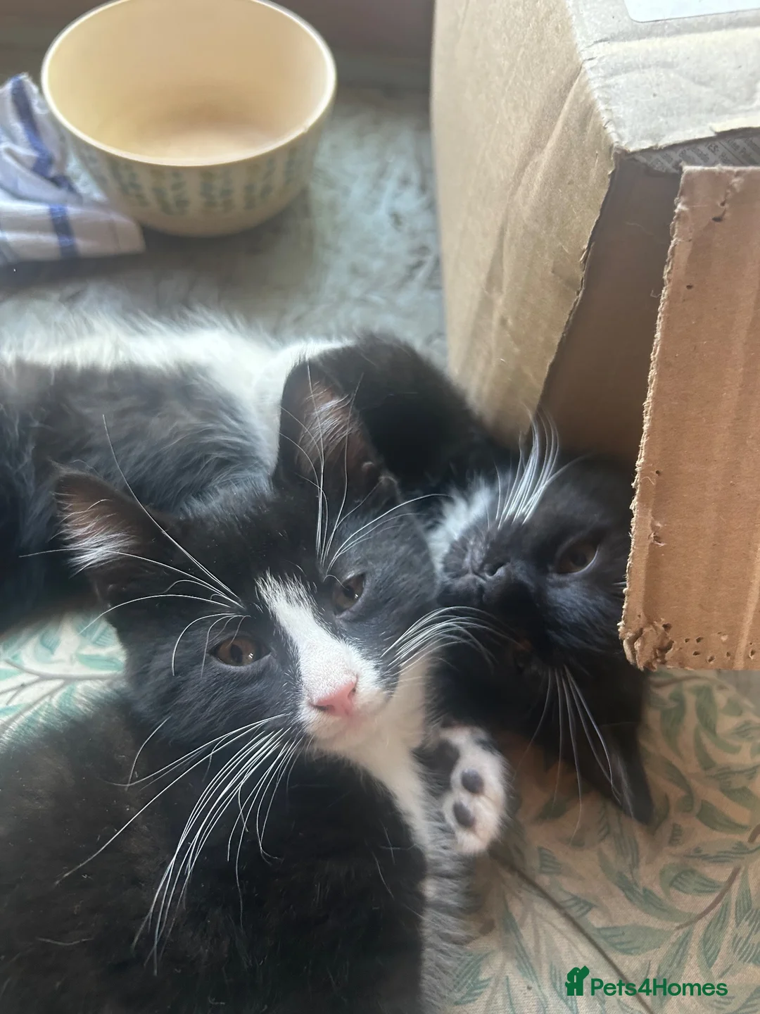 Mixed Breed cats for sale: 2 lovely boy kittens available now - Advert 4