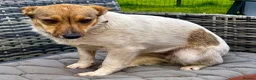 Mixed Breed dogs for adoption: Penny – Female Jack Russell Terrier type - Advert 5