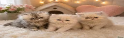 Persian cats for sale: Persian kittens  - Advert 1
