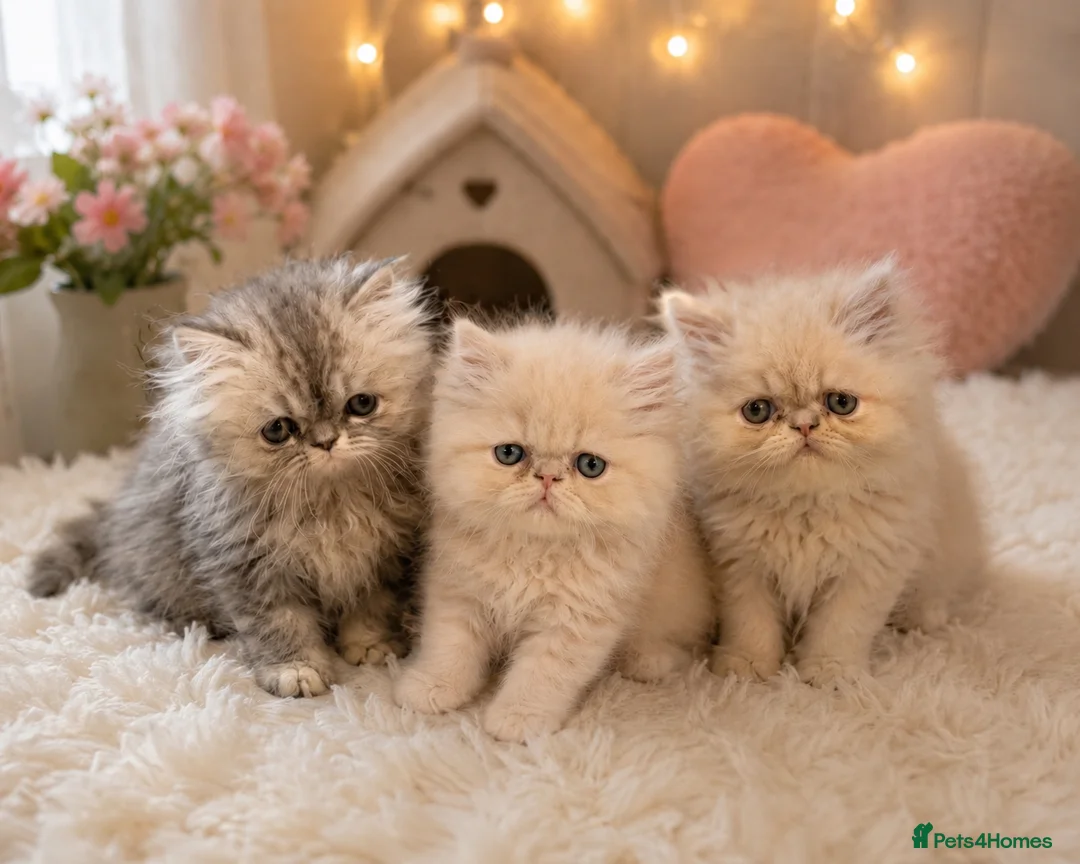Persian cats for sale: Persian kittens  - Advert 1