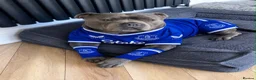 Staffordshire Bull Terrier dogs for sale: Blue Staffordshire bull terriers  - Advert 13