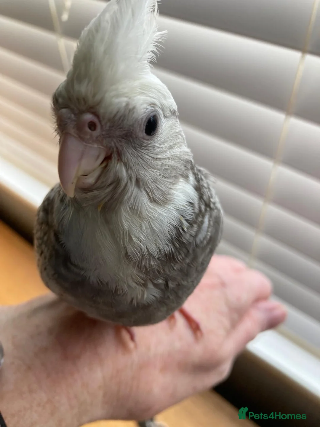 Cockatiels birds for sale: Hand reared and tamed baby cockatiels  - Advert 4