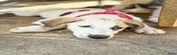 Mixed Breed dogs for adoption: Bubbly Bailey - Advert 3
