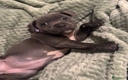 Staffordshire Bull Terrier dogs for sale: Stunning KC Blue Staffordshire Bull Terrier Pups - Image 19