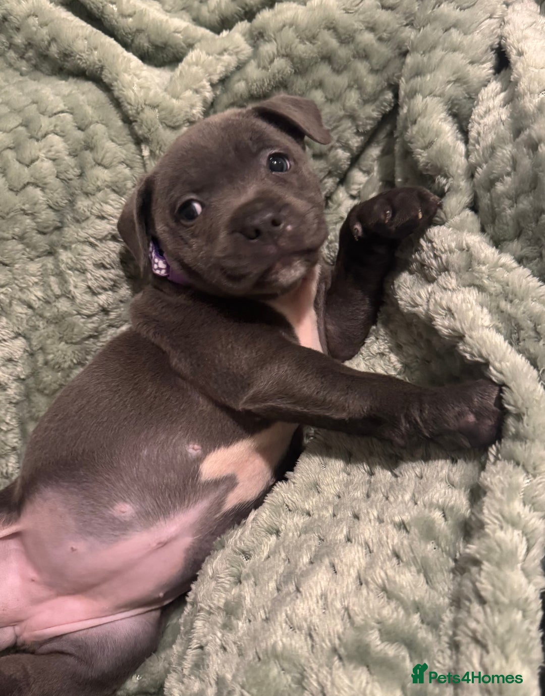 Staffordshire Bull Terrier dogs for sale: Stunning KC Blue Staffordshire Bull Terrier Pups - Image 19