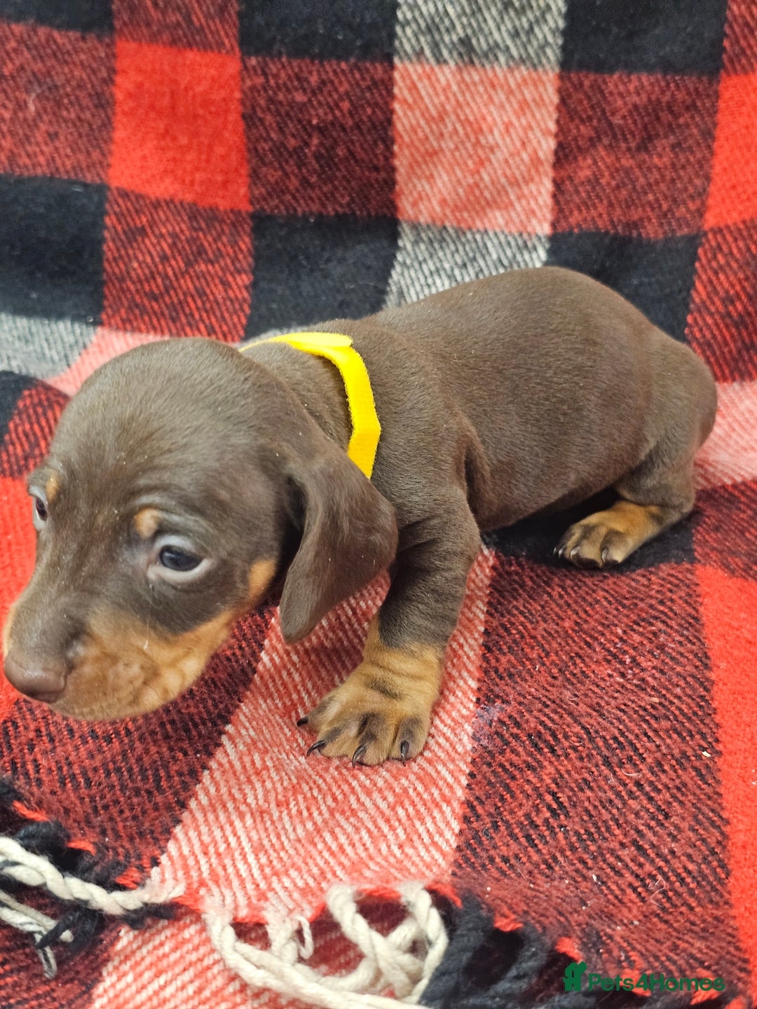Miniature Dachshund dogs for sale: KC Registered Miniature Dachshund Puppies - Image 5