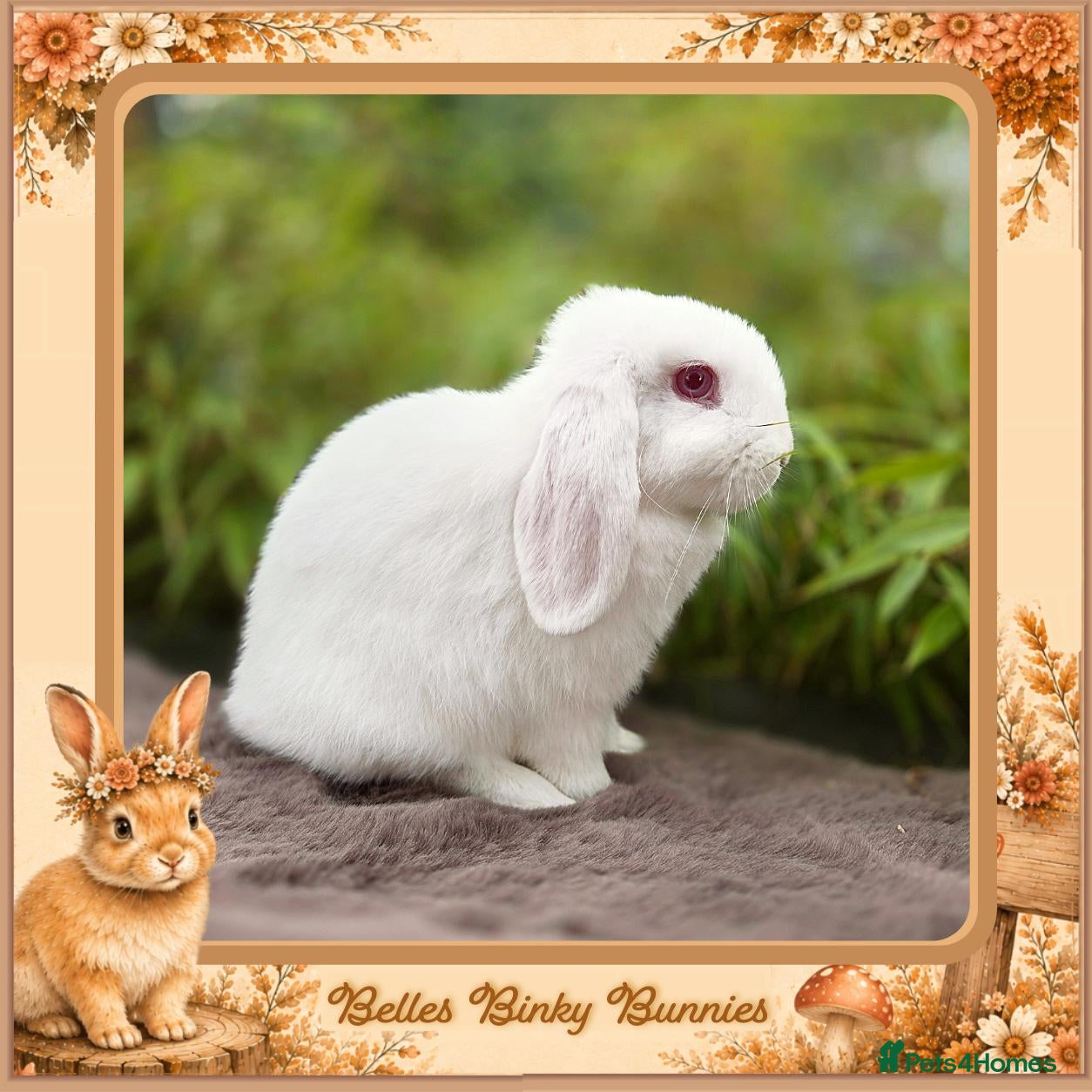 Mini Lop rabbits 🌻Ready Today 🌻 Baby Girl Mini Lop 🌻 - Advert 2