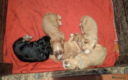 Cocker Spaniel dogs for sale: Working Cocker Spaniel Puppies  - Image 15