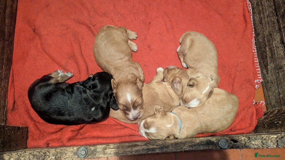 Cocker Spaniel dogs for sale: Working Cocker Spaniel Puppies  - Image 15