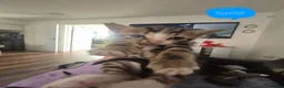 Mixed Breed cats for sale: Bengal Cross Kittens Ready for a Loving Home in Doncaster - Advert 5